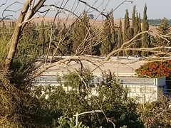 Dendrocopos syriacus