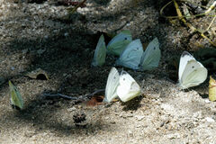 Pieris balcana