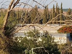 Dendrocopos syriacus