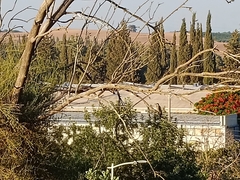 Dendrocopos syriacus