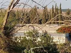 Dendrocopos syriacus