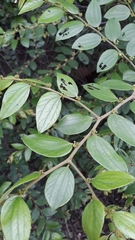 Ziziphus oenopolia