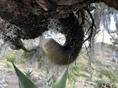 Mammillaria dixanthocentron