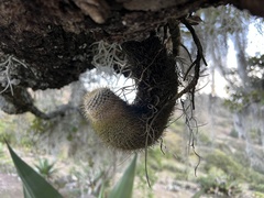 Mammillaria dixanthocentron
