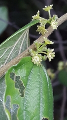Ziziphus oenopolia