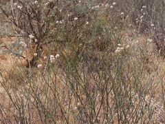 Eriogonum nudum psychicola
