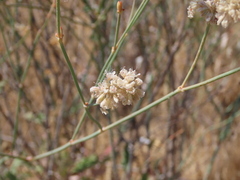 Eriogonum nudum psychicola