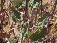 Eriogonum nudum psychicola