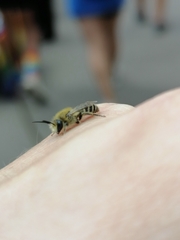 Colletes