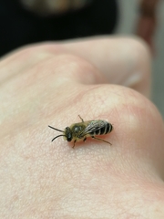 Colletes