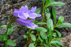 Penstemon ellipticus