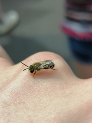 Colletes