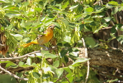 Icterus bullockii × galbula