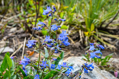 Penstemon albertinus