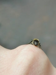 Colletes