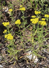 Achillea micrantha