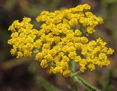 Achillea micrantha
