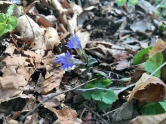 Gentiana zollingeri