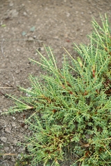 Astragalus psilocentros