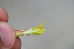 Astragalus psilocentros