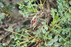 Astragalus psilocentros