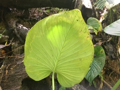 Philodendron grandipes