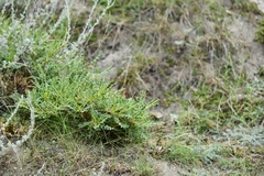 Astragalus psilocentros