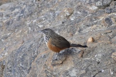 Achaetops pycnopygius