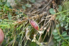 Astragalus psilocentros