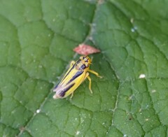 Evacanthus interruptus