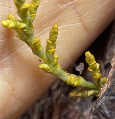 Arceuthobium littorum