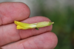 Astragalus psilocentros