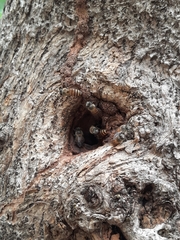 Apis cerana