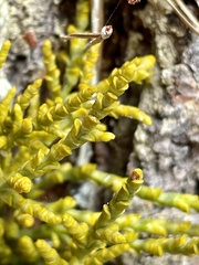 Arceuthobium littorum