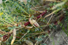 Astragalus psilocentros