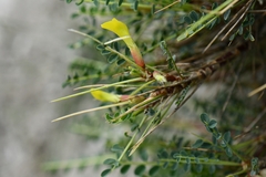 Astragalus psilocentros