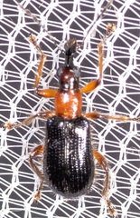 Eugnamptus angustatus