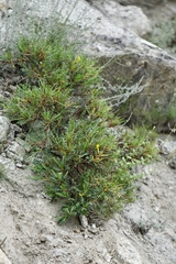 Astragalus psilocentros