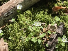 Stellaria sessiliflora