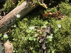 Stellaria sessiliflora