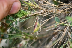 Astragalus psilocentros