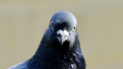 Columba livia domestica