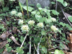 Chrysosplenium album album