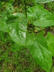 Hasteola suaveolens