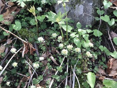 Chrysosplenium album album