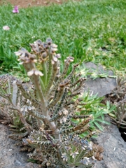 Kalanchoe delagoensis image