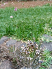 Kalanchoe delagoensis image