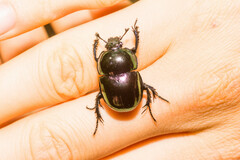 Trypocopris pyrenaeus