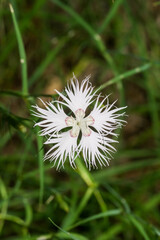 Dianthus hyssopifolius