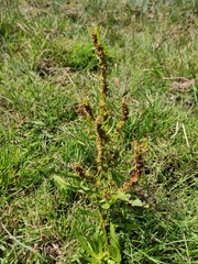Rumex palustris